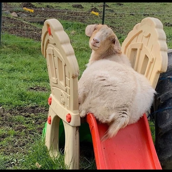 Meet your Posher, Shayla - Picture 1 of 1